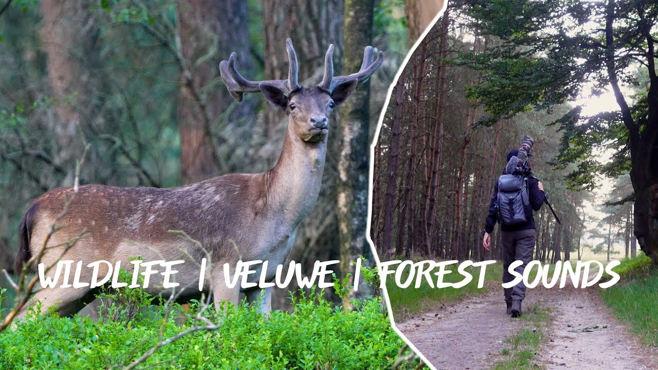 Wild & Ontspannen Bosgeluiden🌲🦌 | Wildlife & Relaxing forest sounds 🌲🦌 | 📌Veluwe - Nederland | 4K
