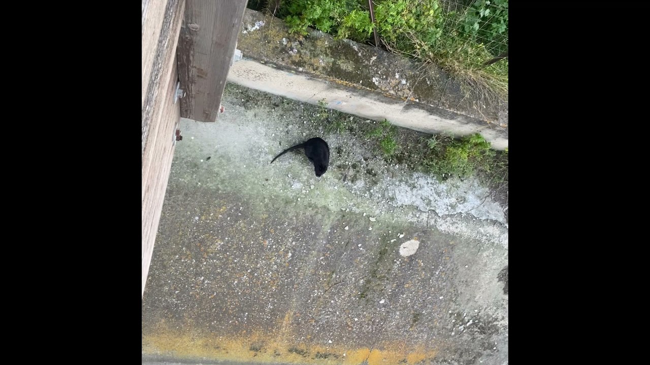 La nutria del parco di Terramaini a Cagliari (Sardegna)
