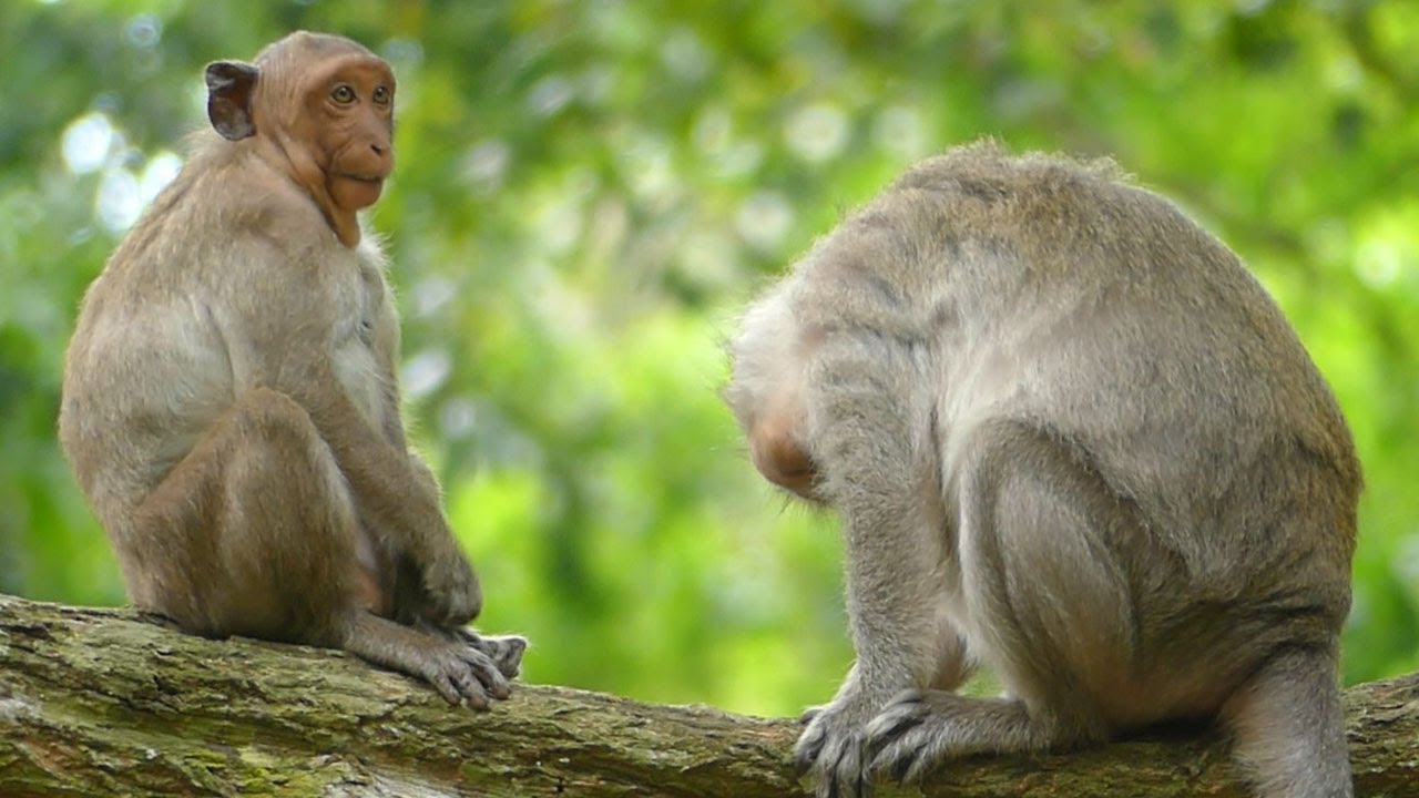 JINX Lost Feeling Good Coz JADE Monkey Not Give Milk & She So Ignore Mom Even She Try To Comforting.