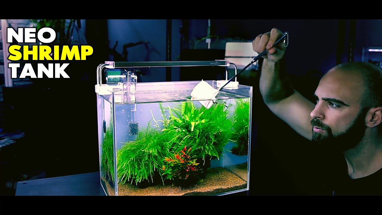 Aquascape Tutorial: Neocaridina Shrimp Tank (How To: Step By Step Planted Aquarium Guide)