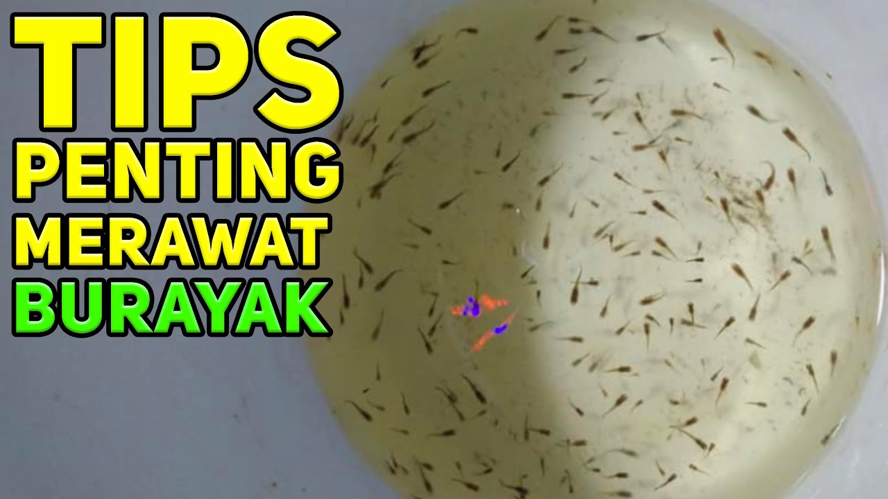 Cara Merawat Burayak Ikan Guppy yang Baru Lahir! Tips Sukses Budidaya Ikan Guppy!