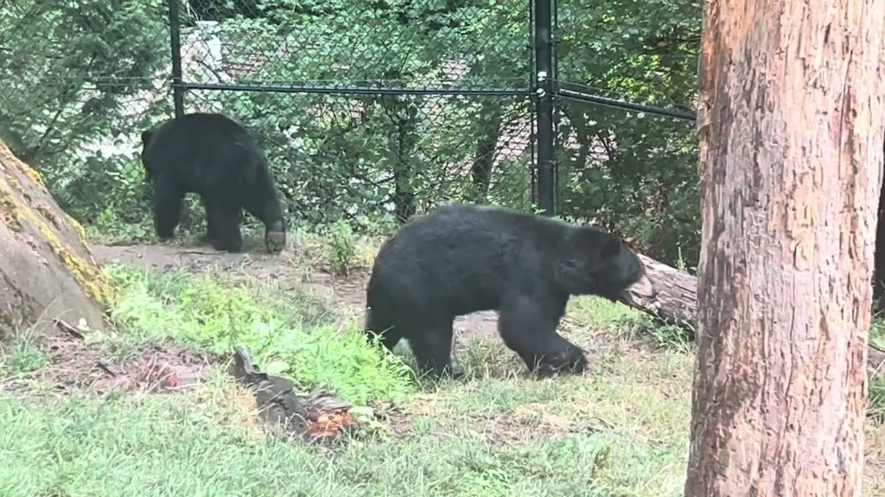 The Oregon zoo great Northwest