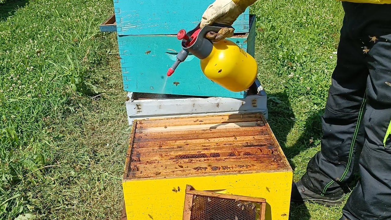 Paketni rojevi