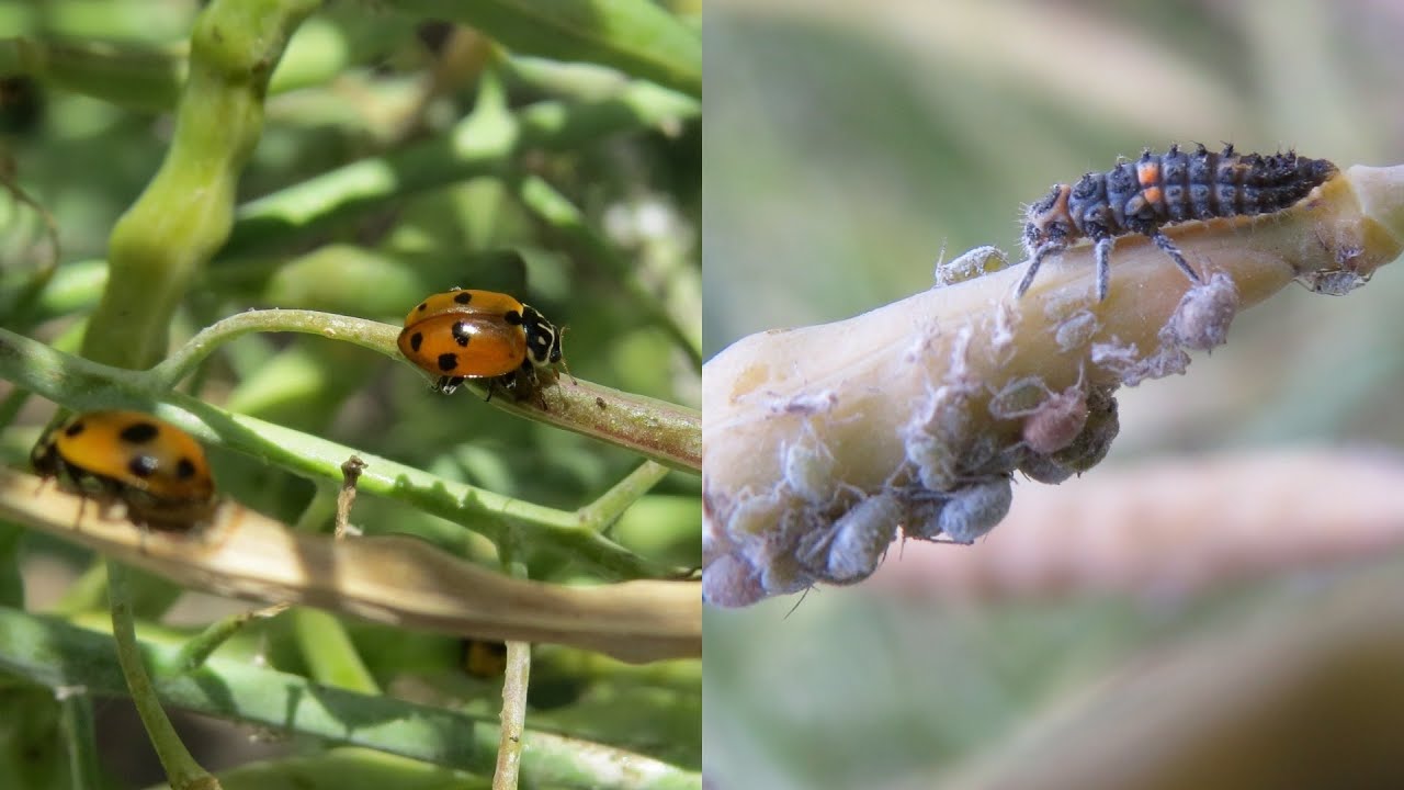 Organic Aphid control.. Ladybug explosion, Aphids beware..