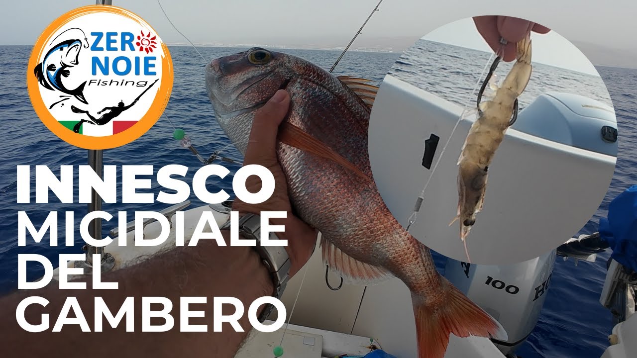 Come pescare facilmente i paraghi con un nuovo innesco del gambero.