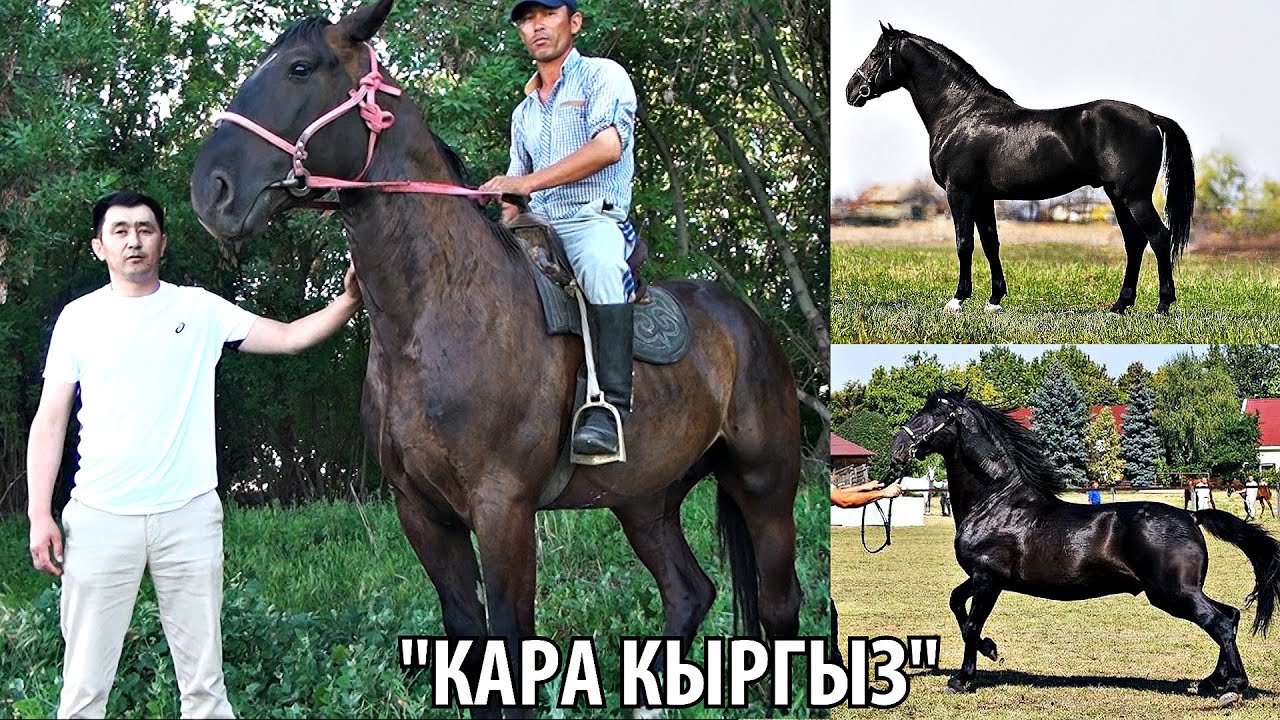 УКМУШ!!! КЫРГЫЗСТАНДА 
