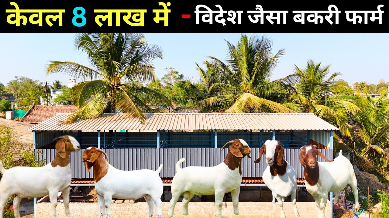 इसे कहते है H - Tech Goat Farm  II बकरी और गाय पालन एकसाथ II Goat Farming II Goat Farm II Goat