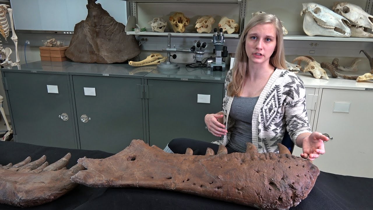 Dissecting with Emily - Tyrannosaurus rex holotype pathology