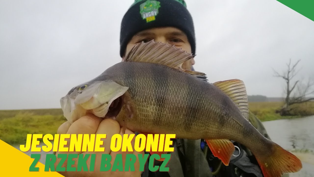 Jesienne okonie z rzeki I Barycz I