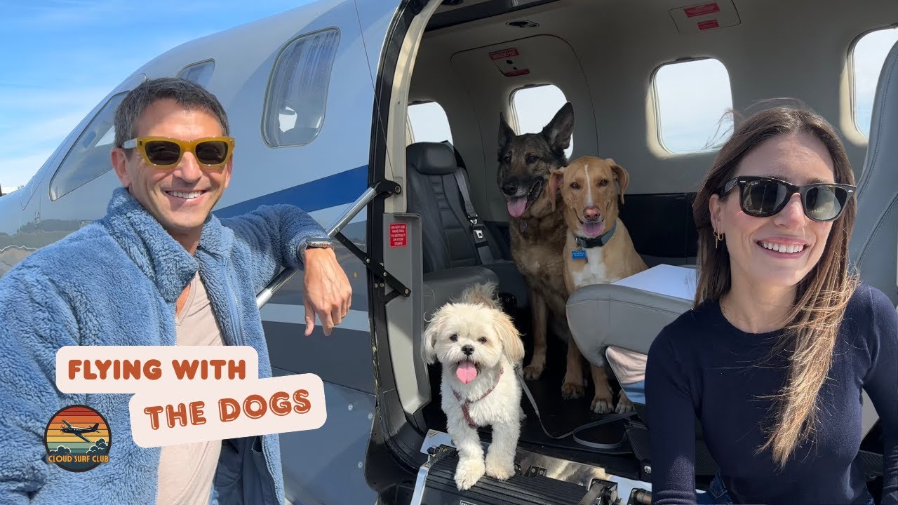 This is What Flying with Dogs Looks Like