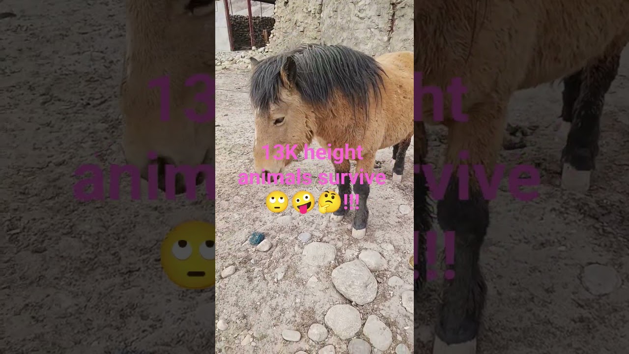 13 k hight animals survive 🤪😜🤔