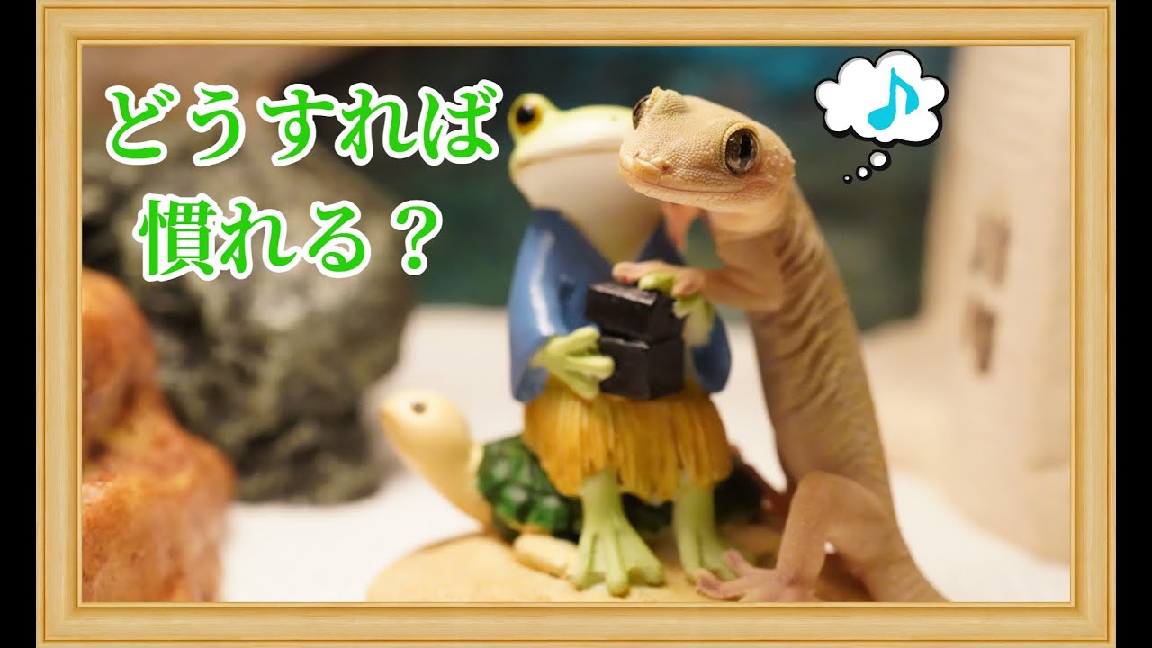ニホンヤモリに慣れてもらう方法✨