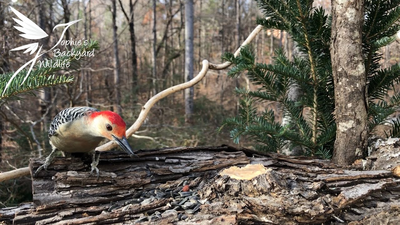 Close-up of Wild birds of North America - December