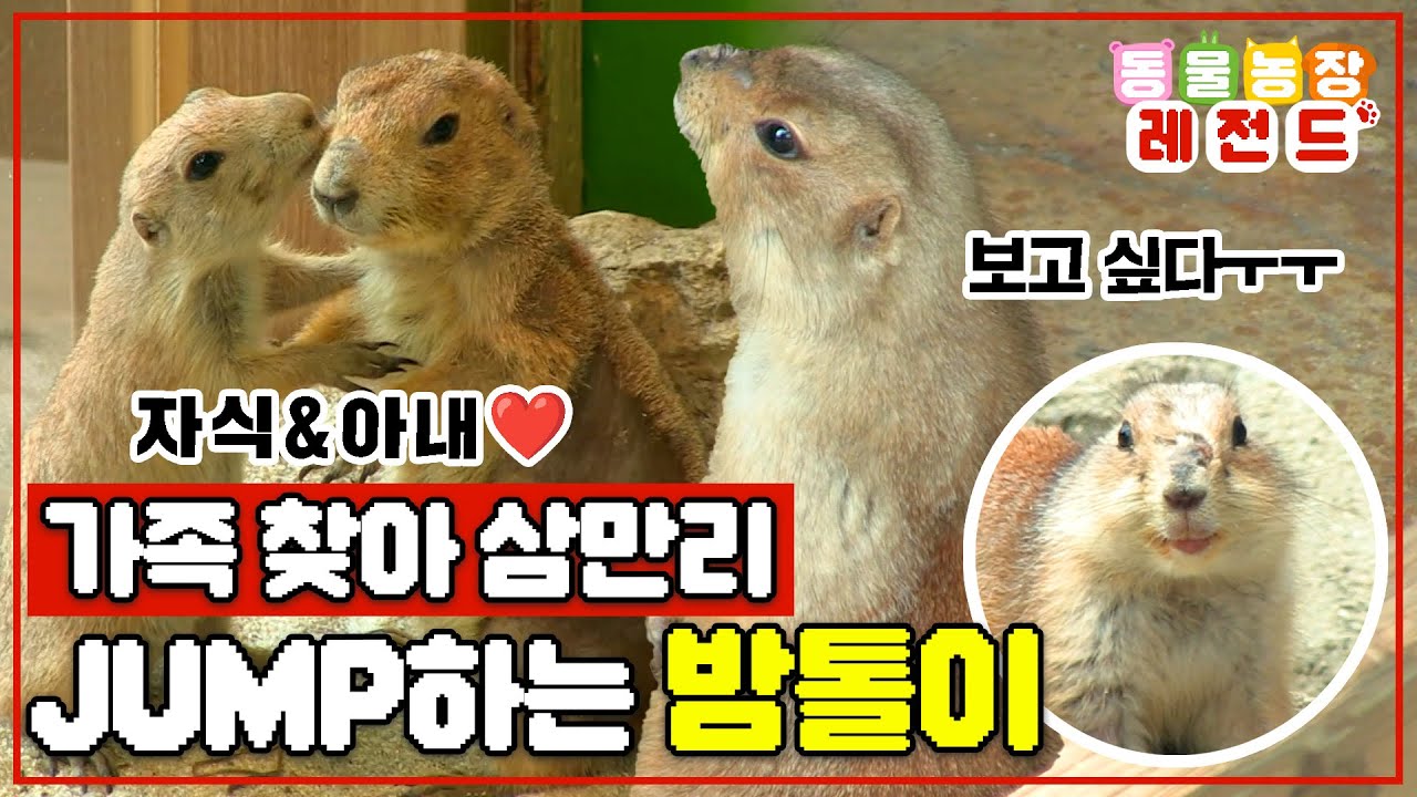 [#TV동물농장레전드] 저도 DOG입니다 프레리독~🐶 강제 이별한 가족을 찾아 탈출하는 점프왕 밤톨이🥰 / EP.828 #TV동물농장 #AnimalFarm #SBSstory