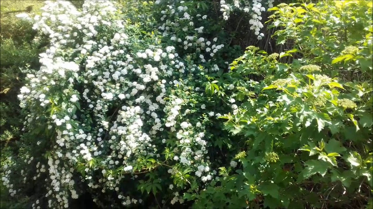 Tawuła van Houtte&rsquo;a