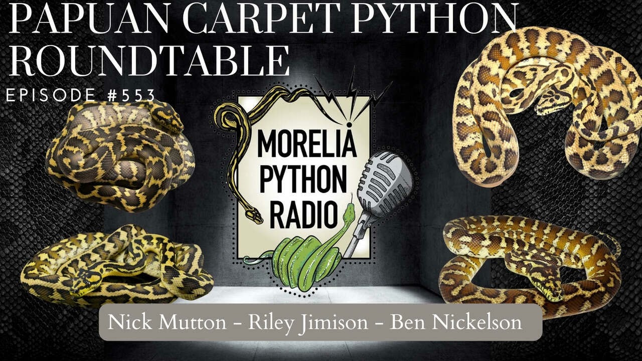 Papuan Carpet Python Roundtable