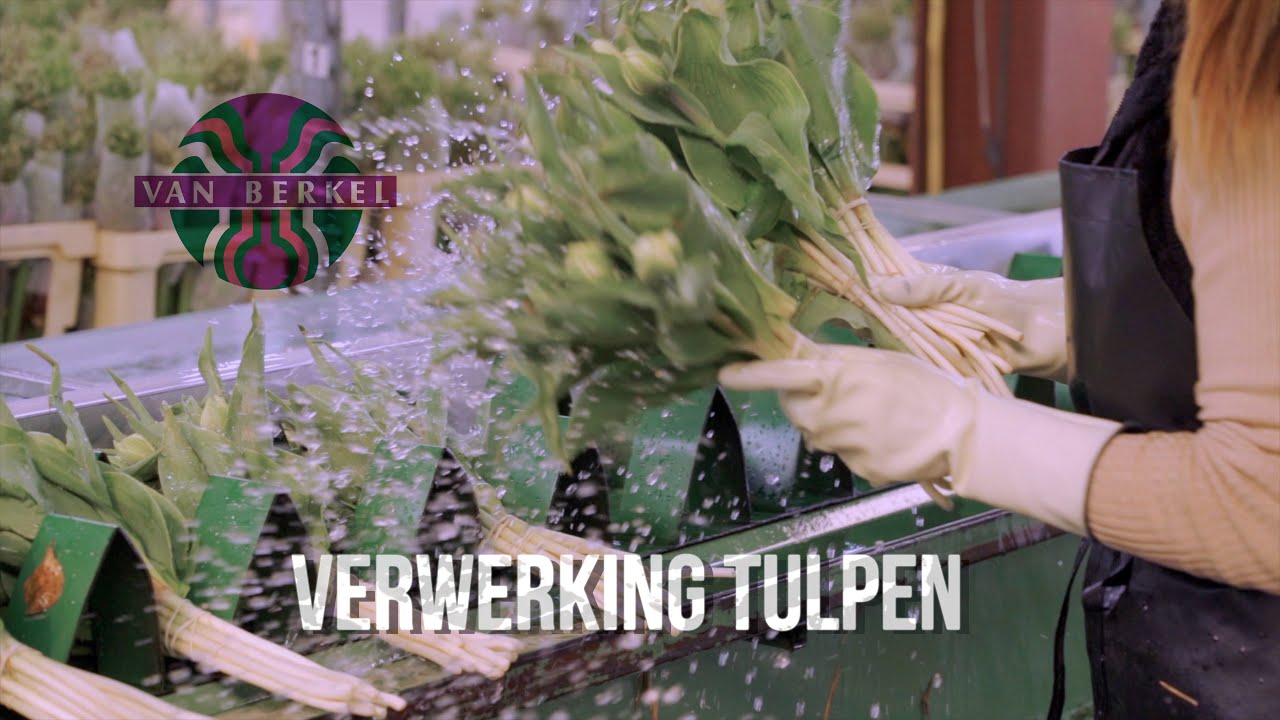 JM van Berkel - Verwerken van tulpen in de schuur.