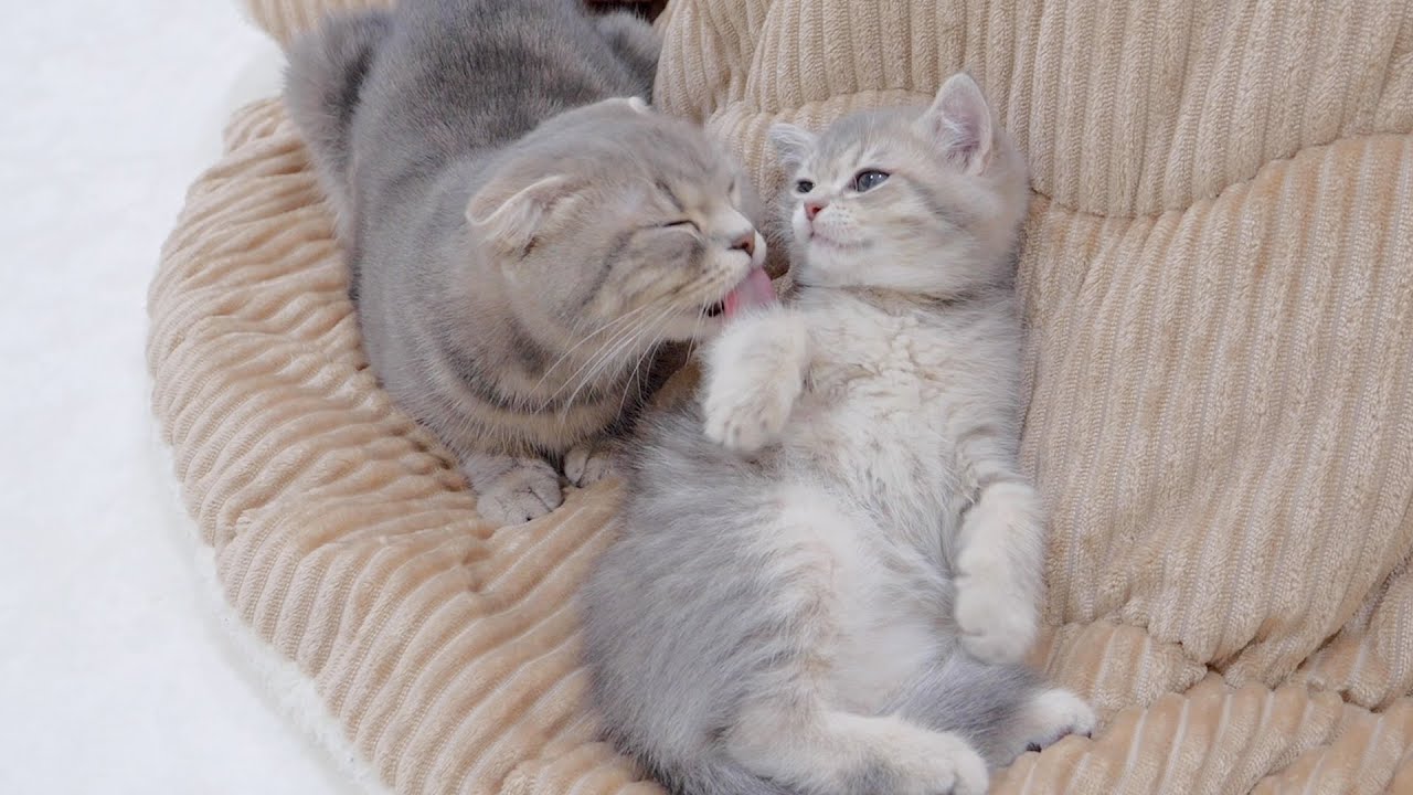 The kitten that goes into full spoiled mode when its owner comes home is too cute.