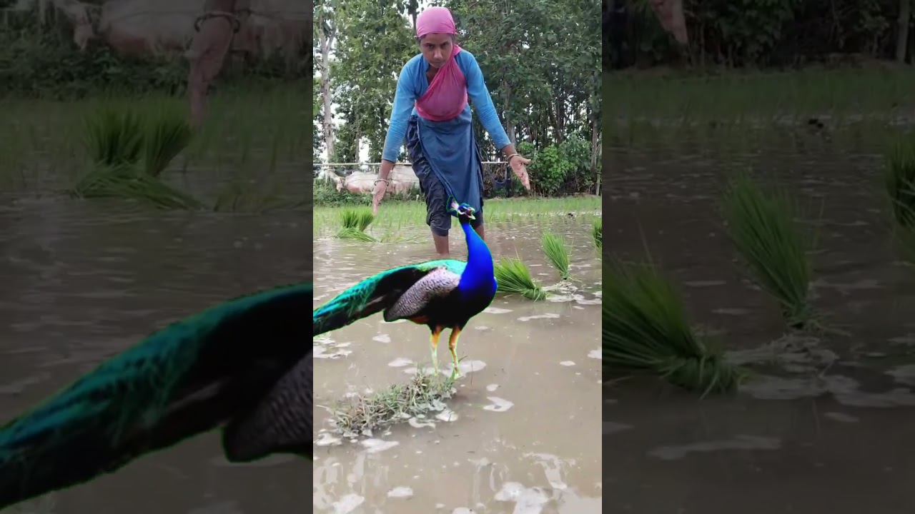 peaceful peacock voice/peacock sound... #peacock #animals #birds