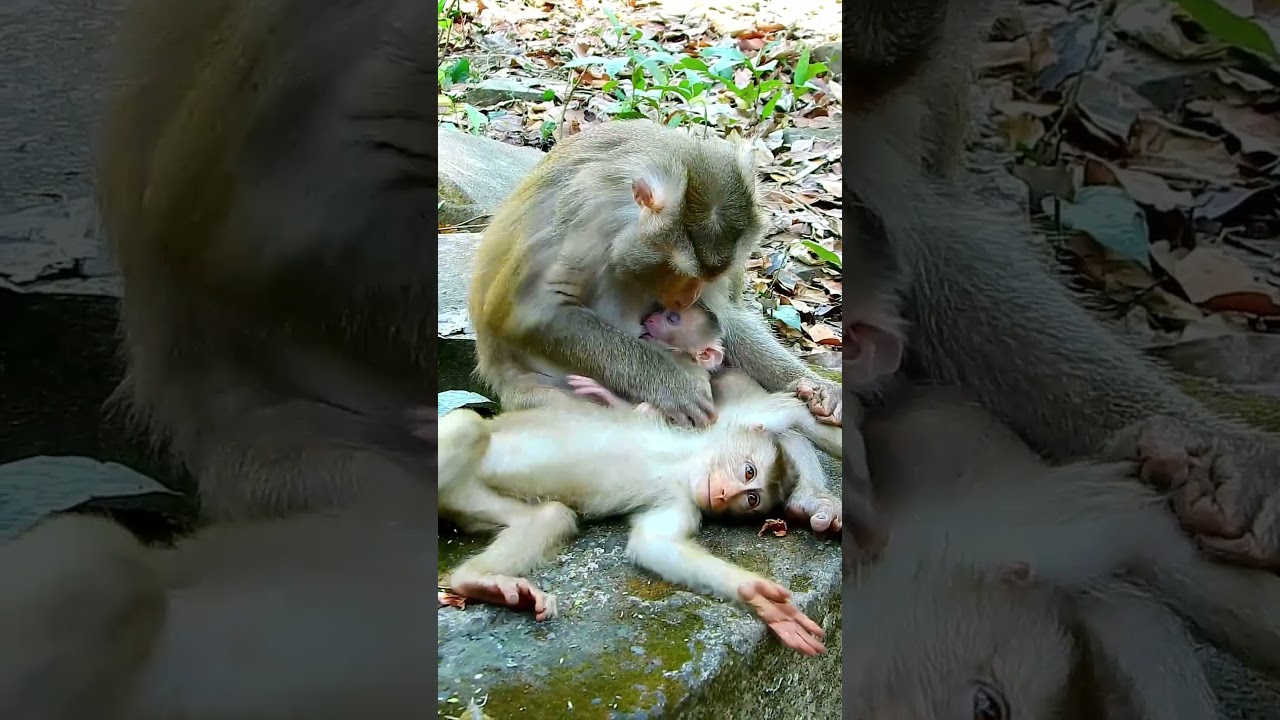 Best video of lovely Levy gets teaching to walk step by step. #monkey #cute