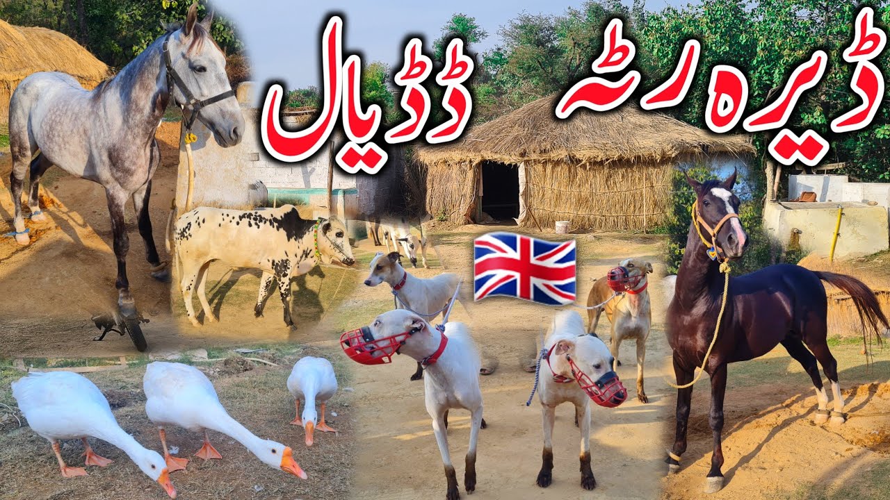 Dera Culture in Ratta Dadyal Azad Kashmir | ڈیرہ رٹہ ڈڈیال | Desi Village life | Horses bulls Dogs