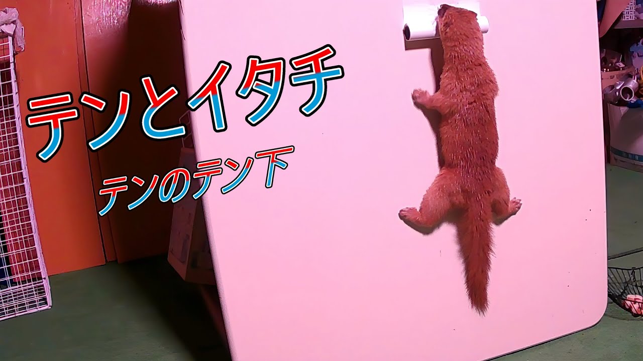 テンとイタチ　テンのテン下
