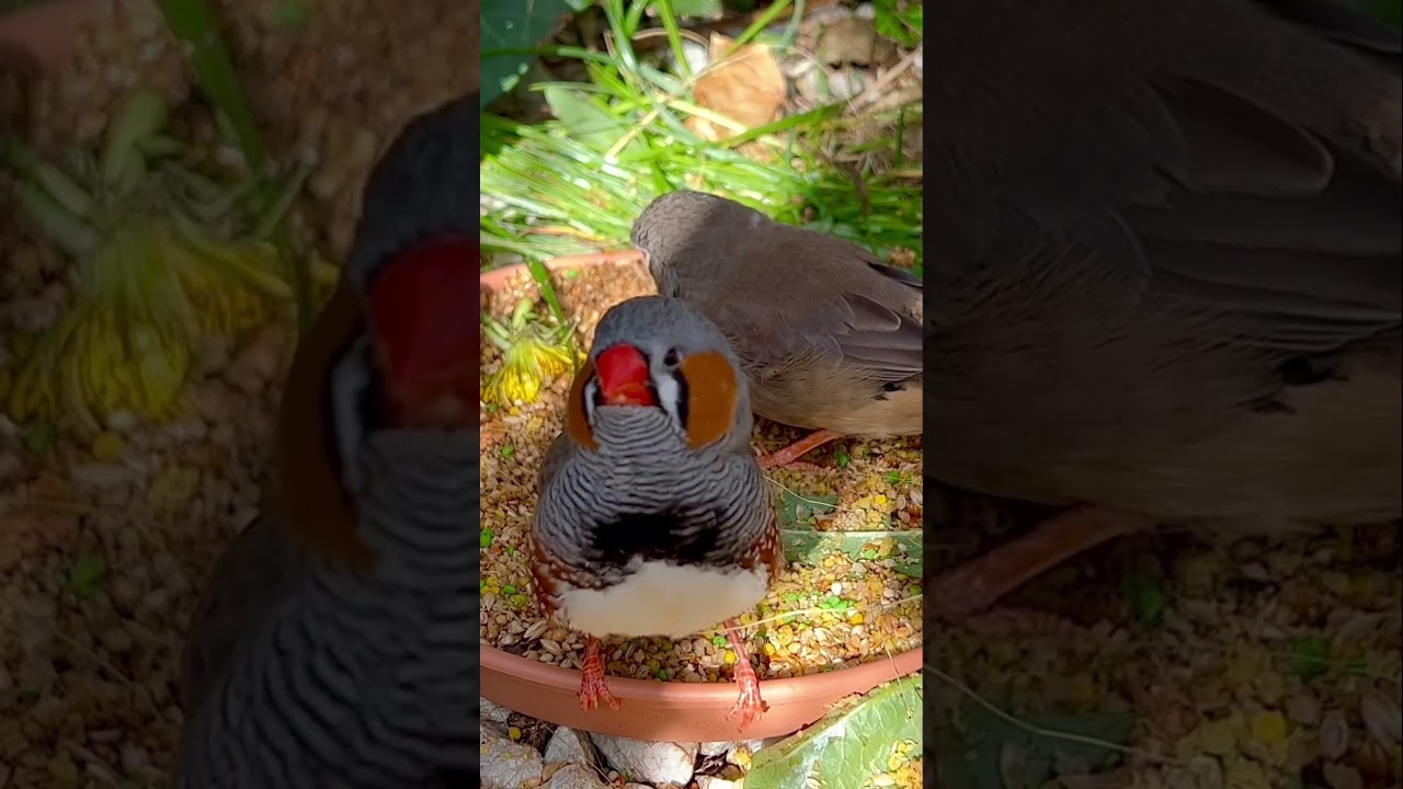 Zebra Finches Jumbo Breeding Pair