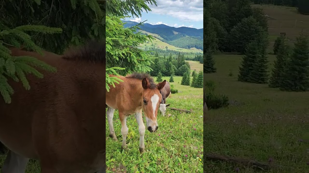 На полонині Карпат.In the Carpathian valley. Like, subscribe to the channel @IhorPatoka