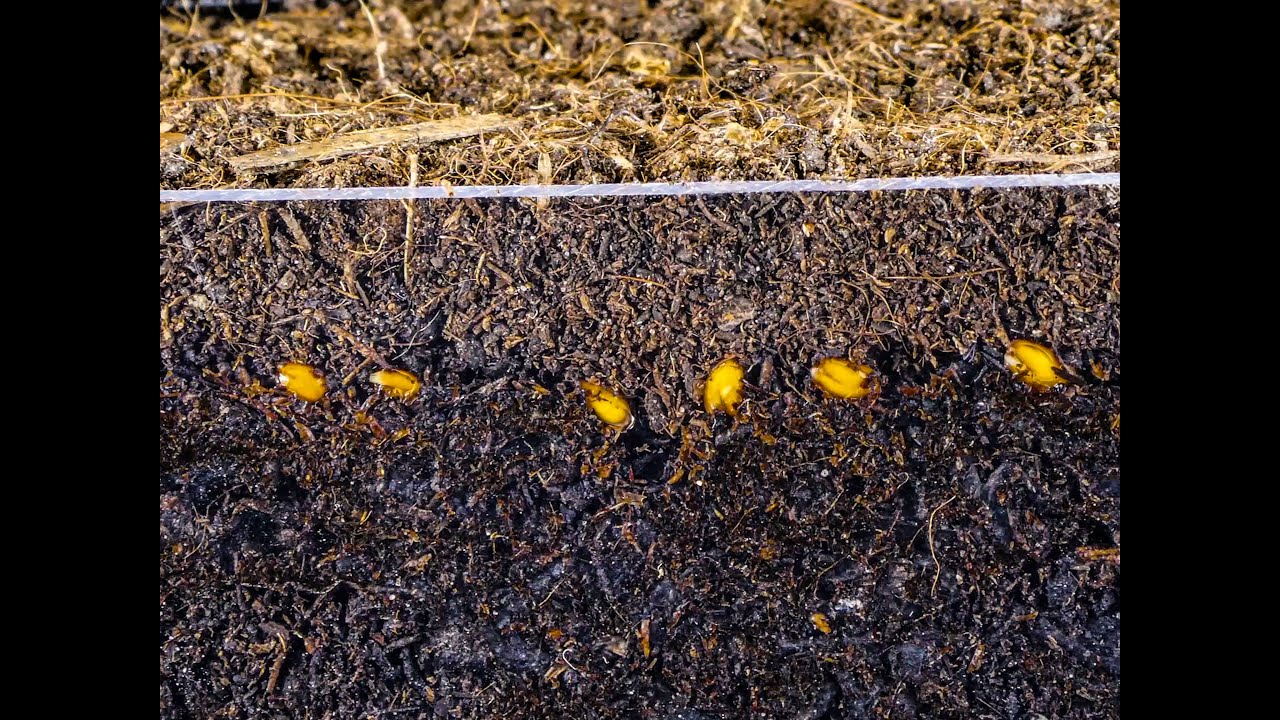 Garden cress time lapse: Garden cress growing in soil cross section time lapse