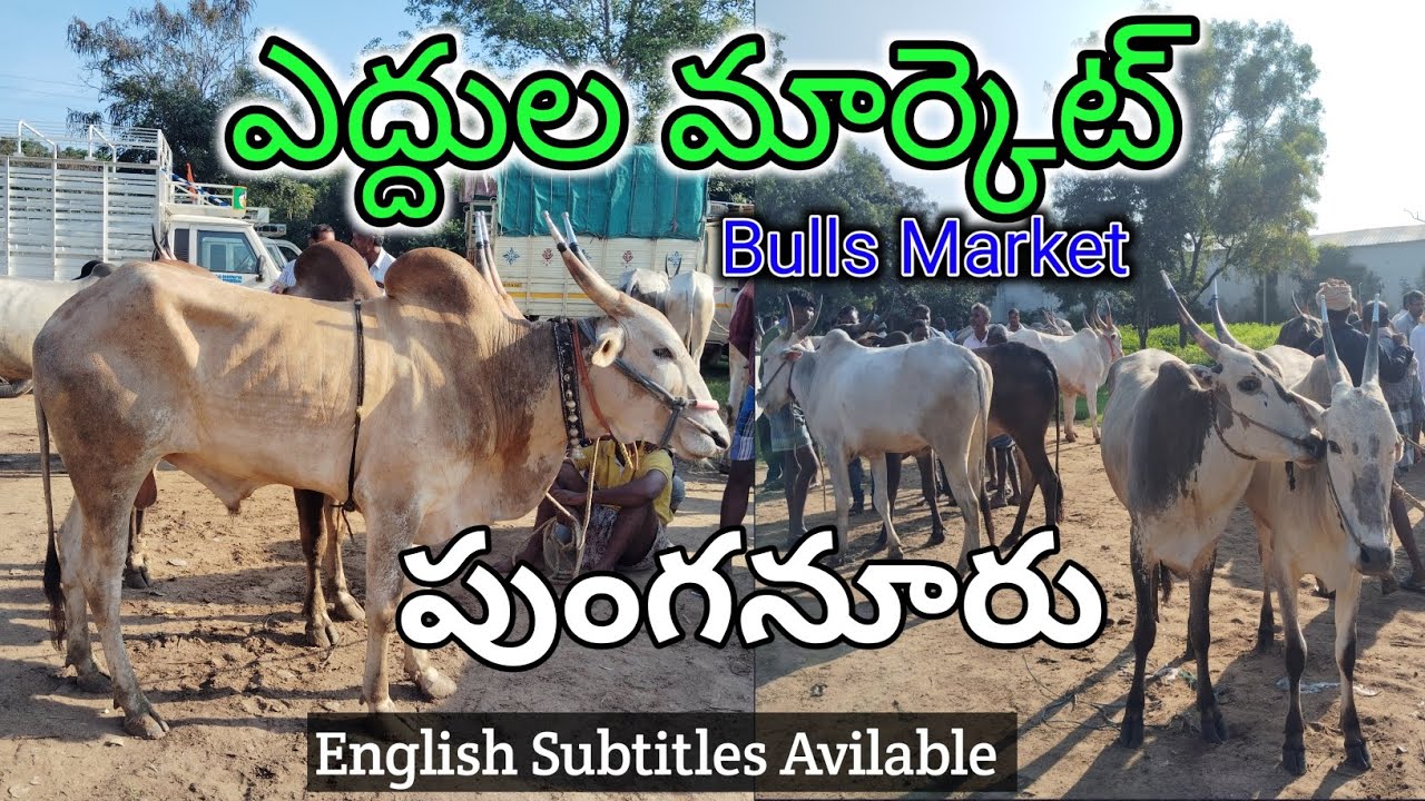 Big Bulls Market Punganur | 1 Lakh 35 Thousand Bulls | Mohan Crazy Vlogs