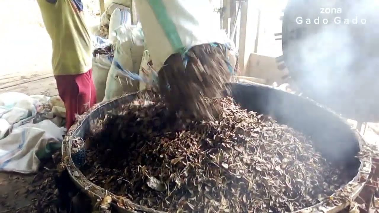 Proses suling minyak daun cengkeh fuul tutorial
