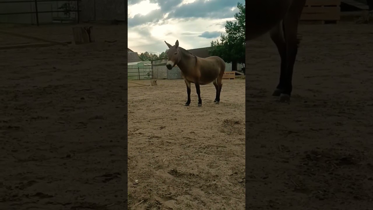 #мул#donkey#horse#пони