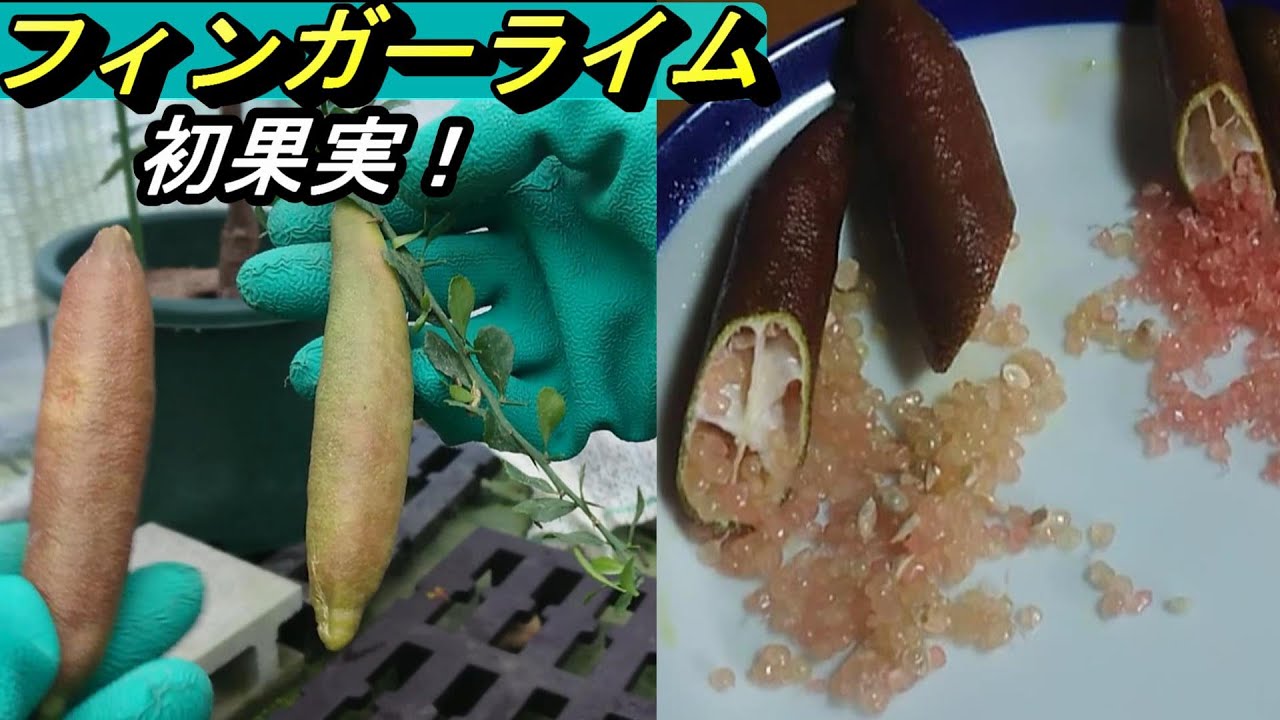 【フィンガーライム】初収穫して食べる！【23年秋】
