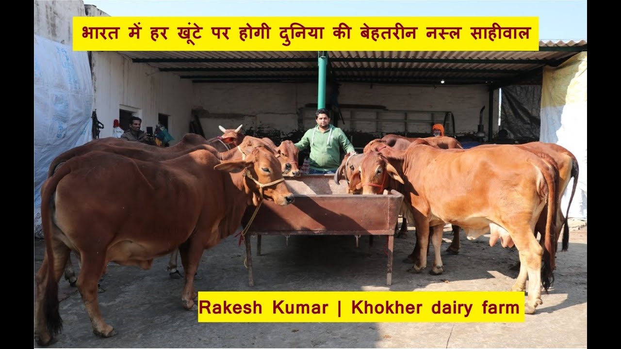 भारत में हर खूंटे पर होगी दुनिया की बेहतरीन नस्ल साहीवाल |Rakesh Kumar | Khokher dairy farm पार्ट-2
