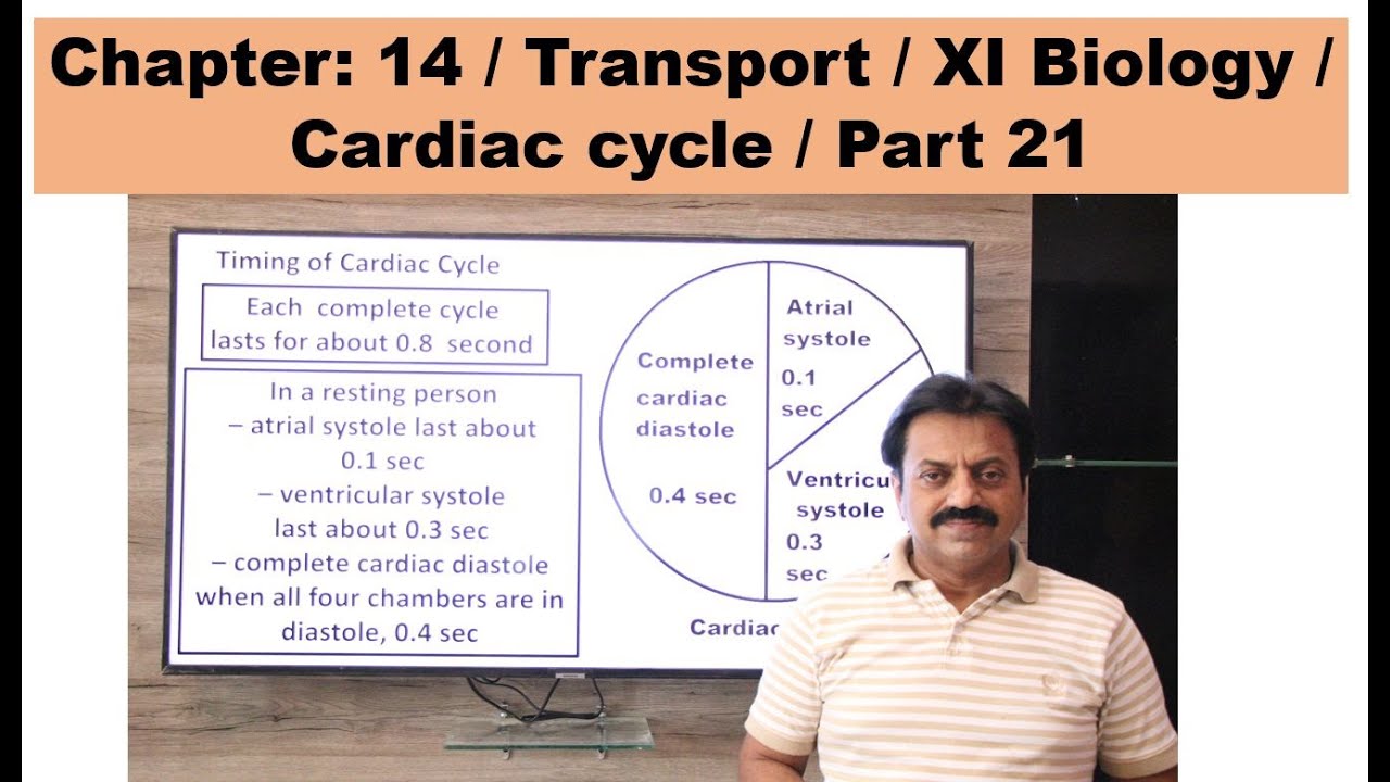 Chapter: 14 / Transport / XI Biology / Cardiac cycle / Part 21