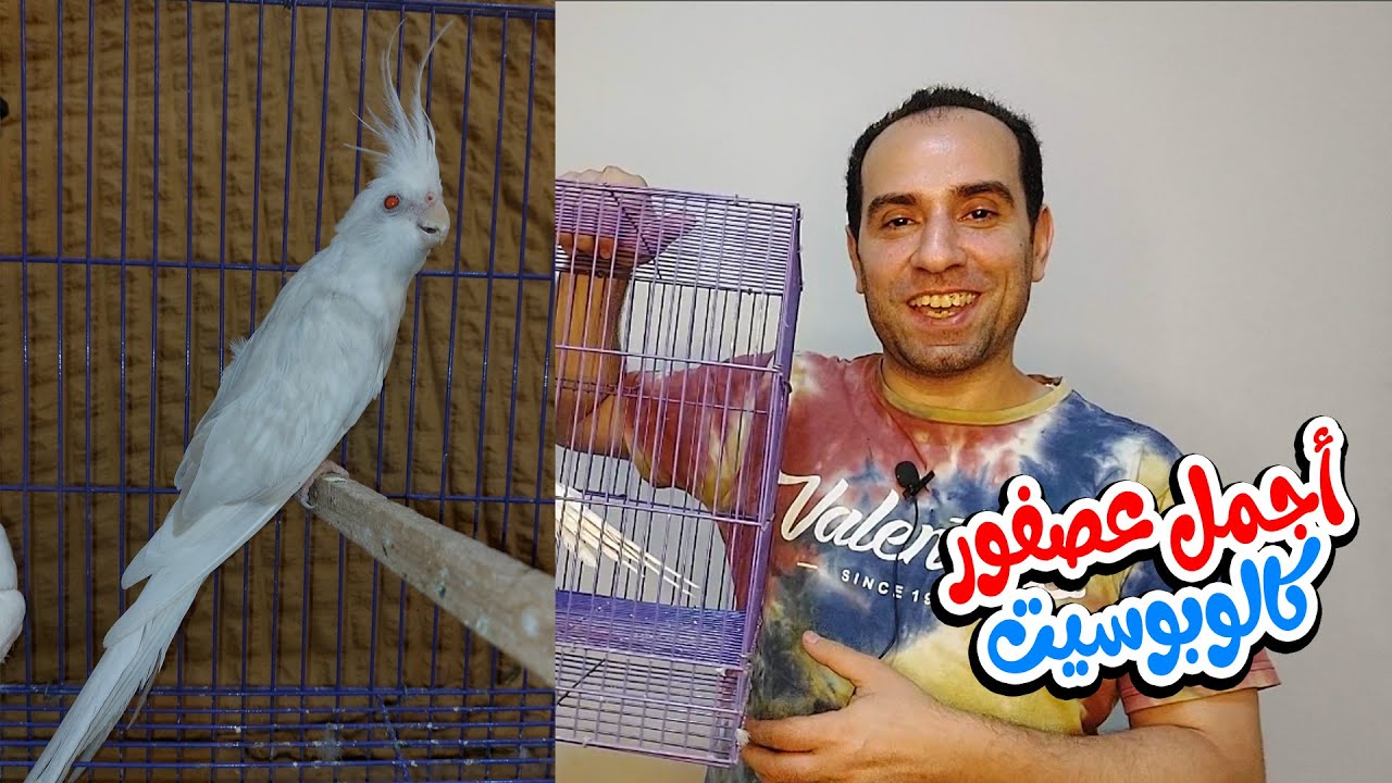 أجمل طفرات الكوكتيل (فالو كوكتيل)