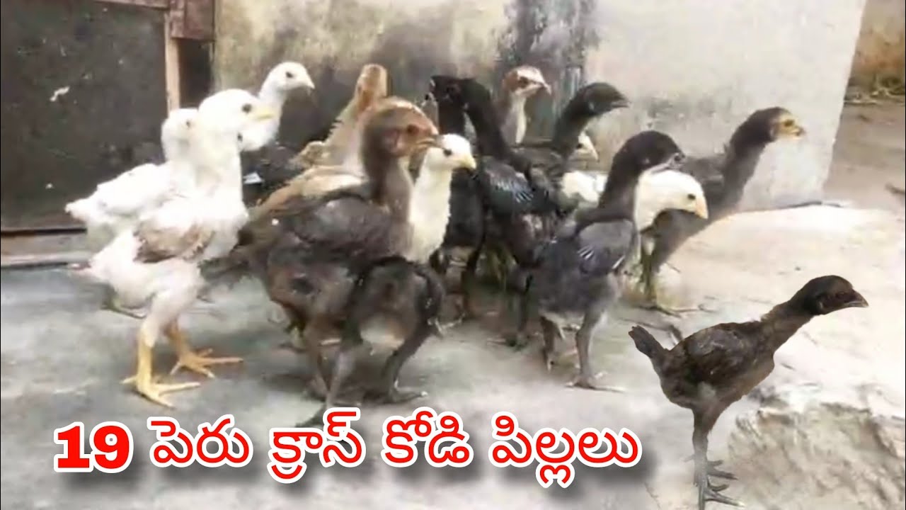 #KVR BREEDES#8919809769#bhimavaram chicks#peru cross chicks#chicks#patta punju#birds#chicken#viral