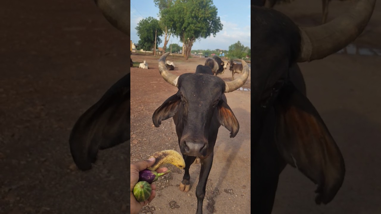 FUNNY COW DANCECOW SONGCOW VIDEOS |DANCING COW |ANIMALSOUND 