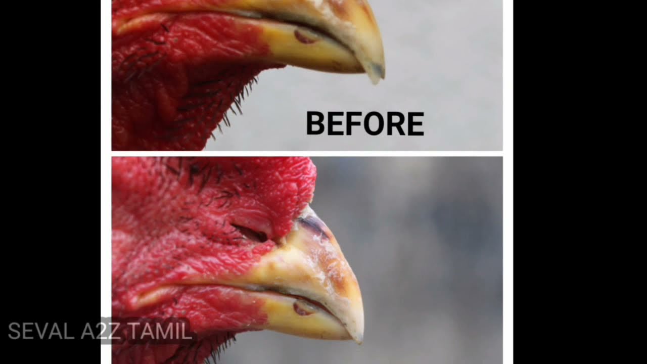 கவுல் தேய்க்கும் முறை |.SEVAL A2Z TAMIL