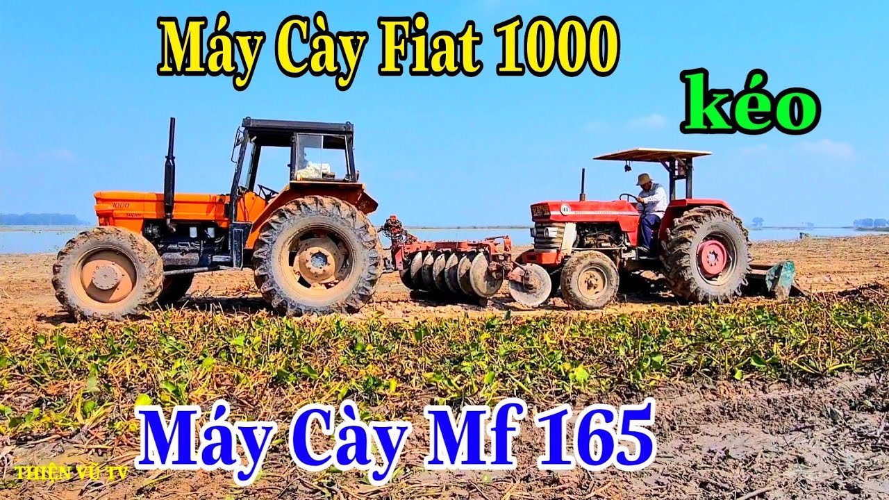 Máy Cày MF 165 Ra Xới Đất Máy Yếu Quá Nên Fiat 1000 Kéo 2 Lần Cho Nổ Máy Rồi Kéo Về Nhà Luôn