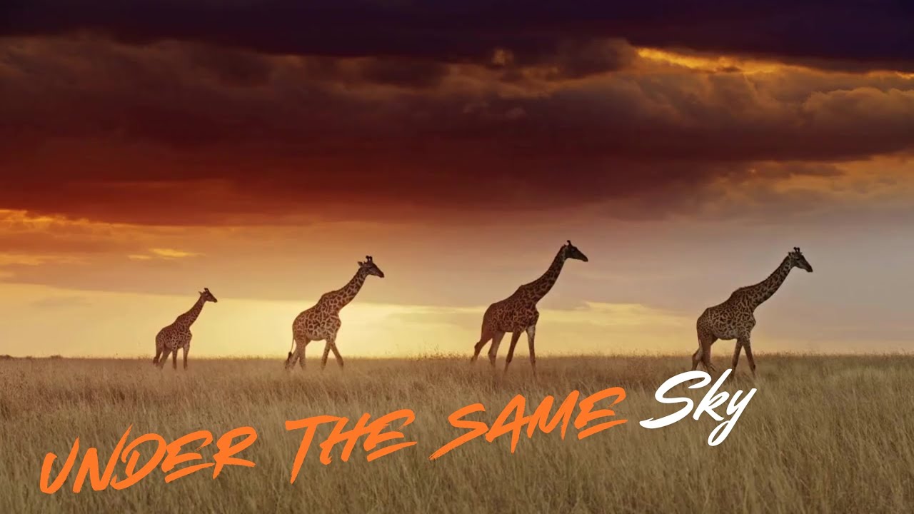 Under the Same Sky – Afro  Wild  | 4K