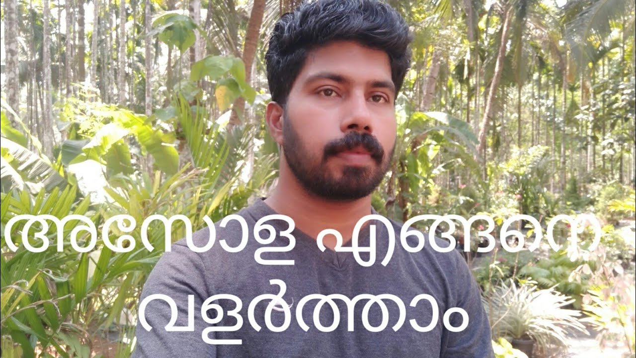 മത്സ്യകൃഷിക്കു വേണ്ടി അസോള എങ്ങനെ എളുപ്പത്തിൽ  വളർത്താം