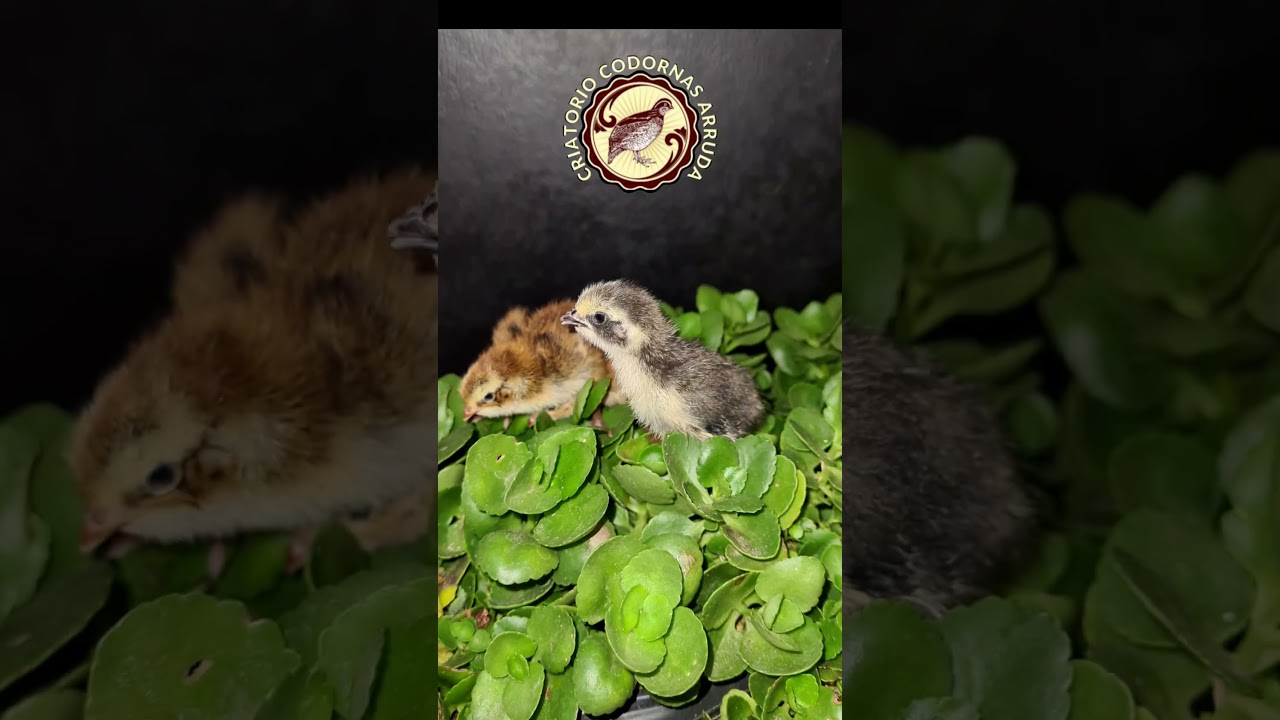 Filhotes Codornas Gigantes,  bob White  e  Chinesinhas #codorna #quail #animal #codorniz
