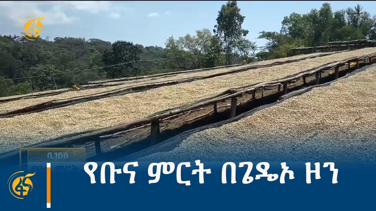 የቡና ምርት በጌዴኦ ዞን