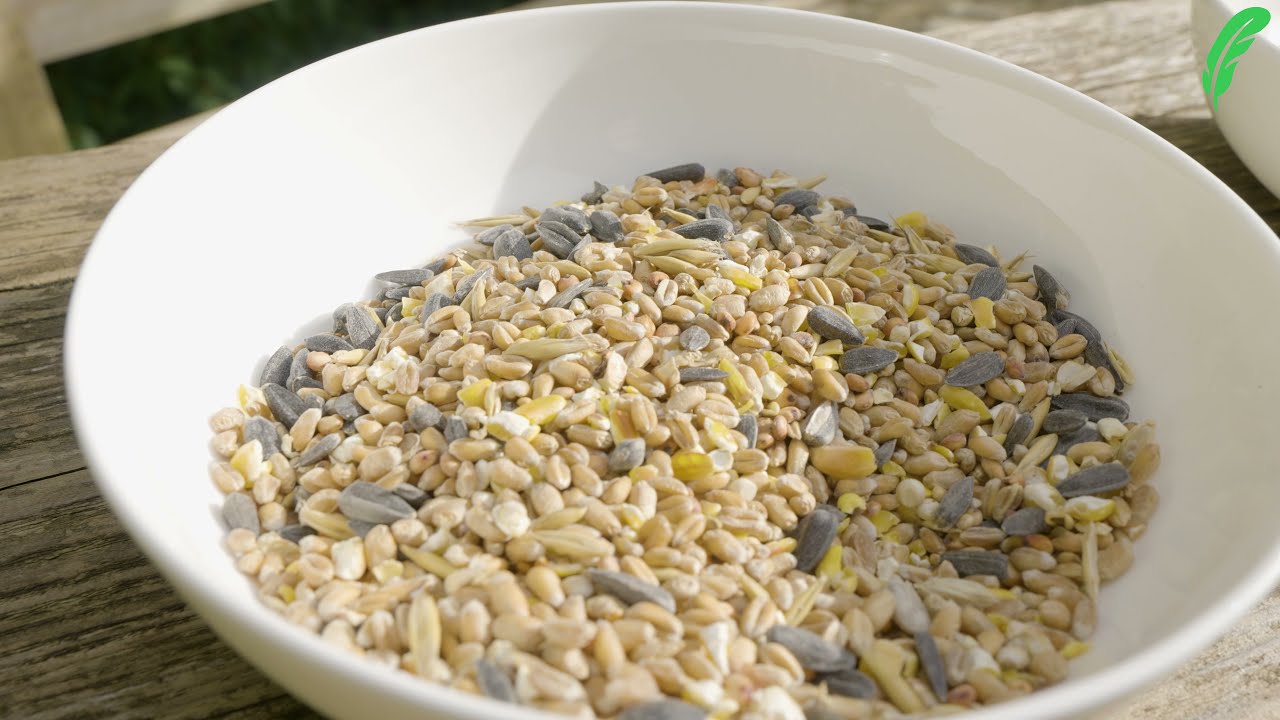 What Should I Feed the Birds In My Garden?