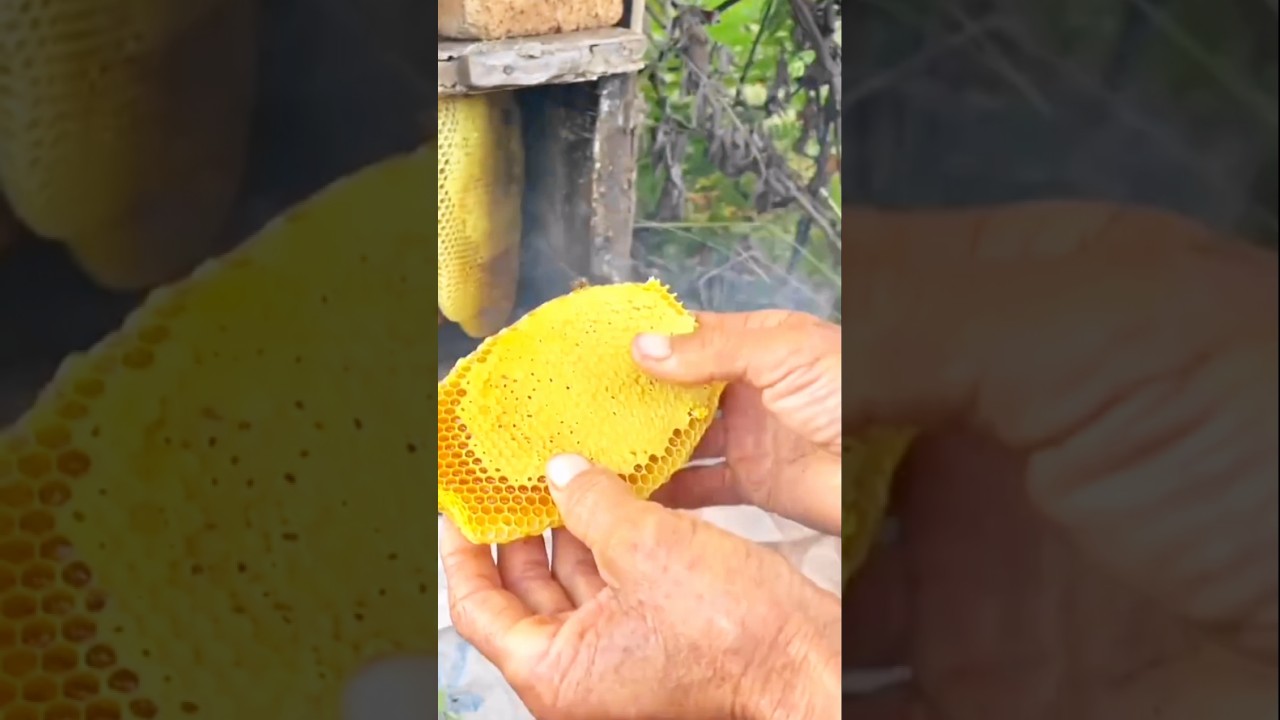 Fresh golden disk shape honey harvesting in the farm 🍯 | Gift of the nature #trending #shorts #honey