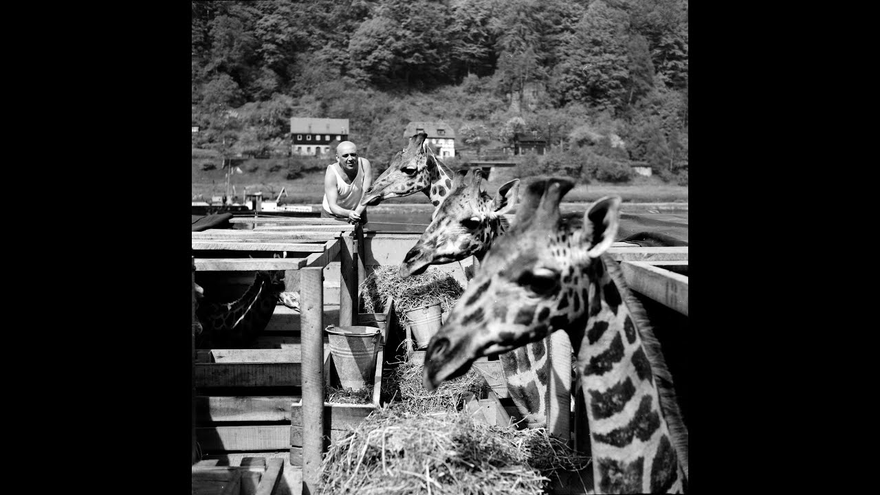 Čs. filmové týdeníky - ZOO Dvůr Králové