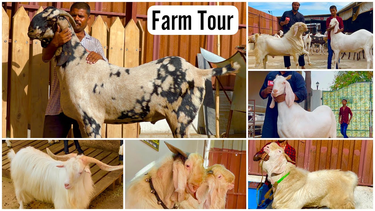 Al Adl Goat Farm Marathon Video | Full Tour With All Khassi & Andul Goats