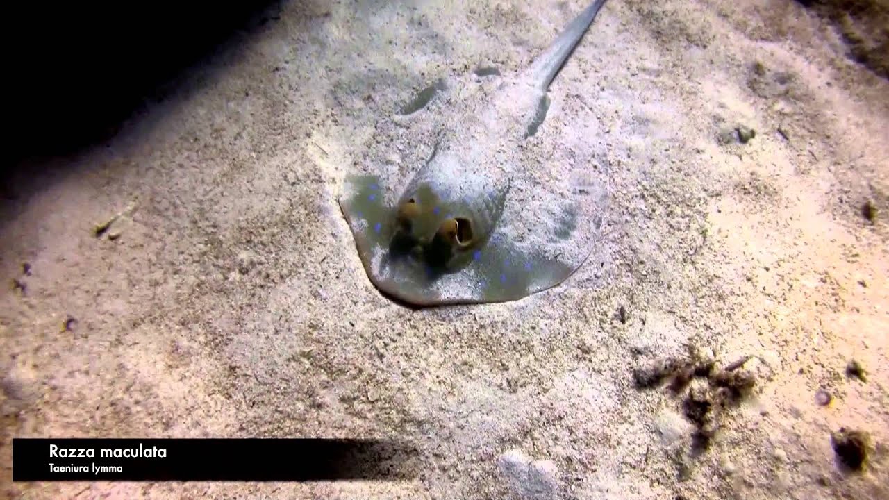Underwater - Journey to the Red Sea Coral Reef