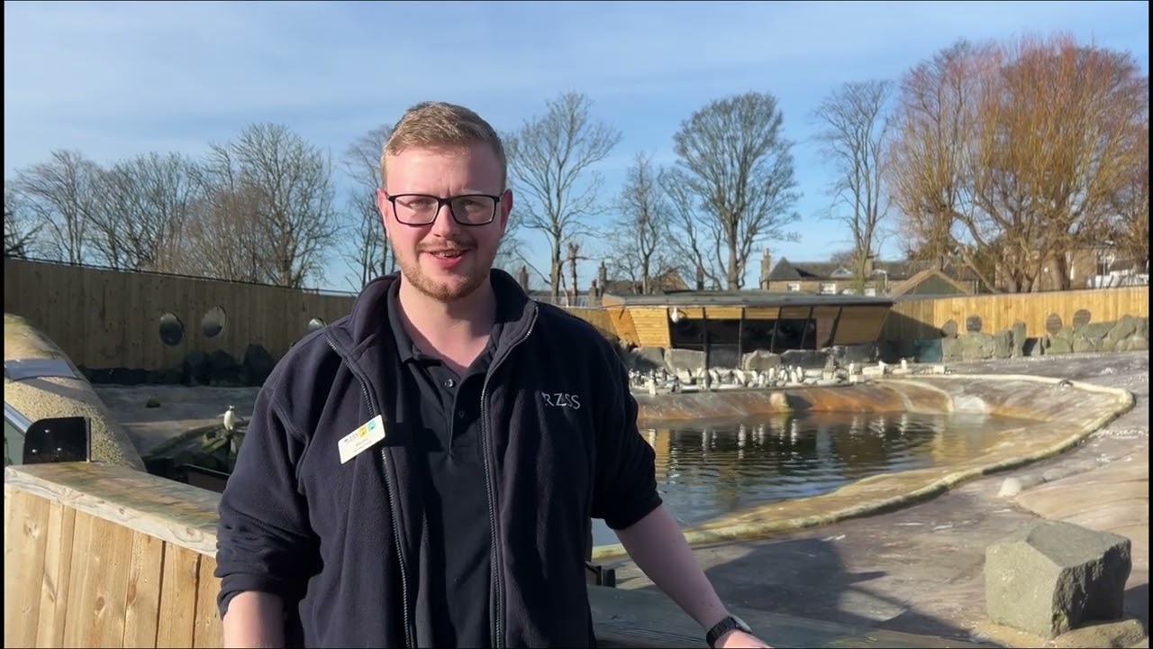 Love at Penguins Rock - Episode Three | Edinburgh Zoo